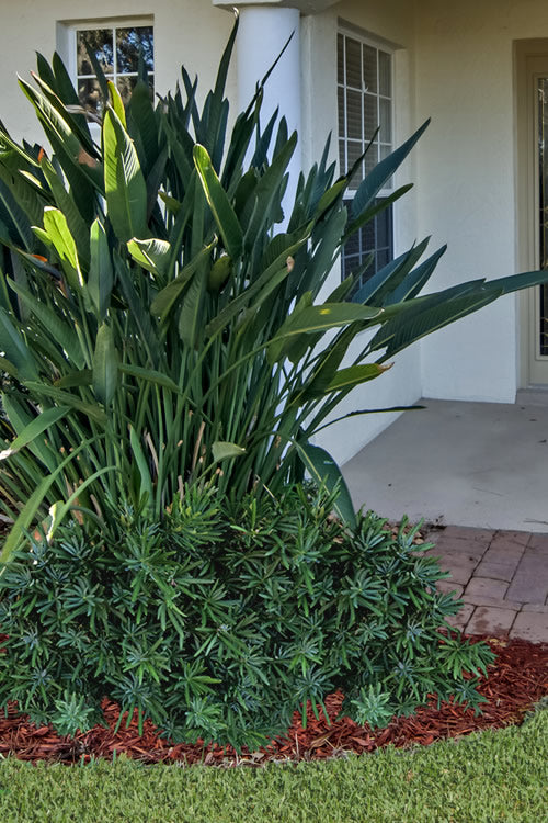  Pringles Dwarf Podocarpus Yew - 6 Pack Of 1 Gallon Pots