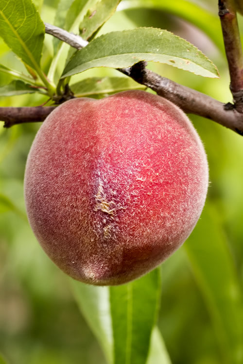  Bonanza Dwarf Patio Peach Tree - 2 Gallon Pot