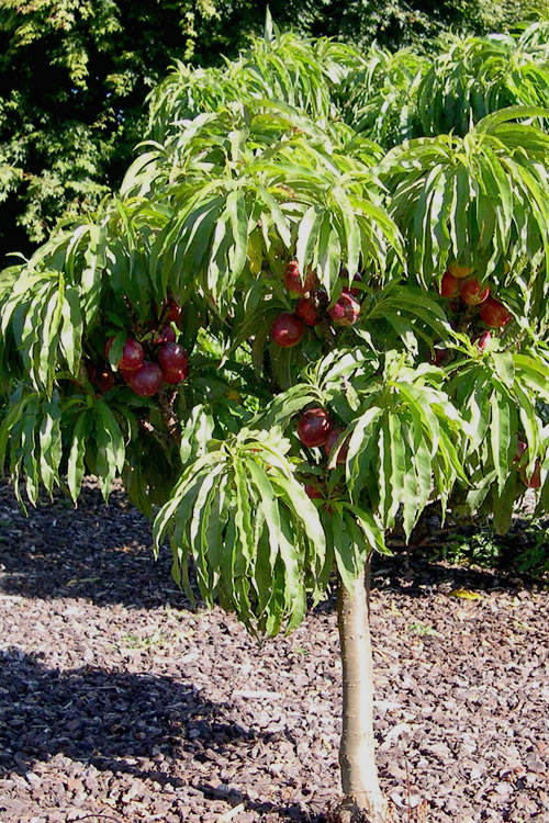  Bonanza Dwarf Patio Peach Tree - 2 Gallon Pot