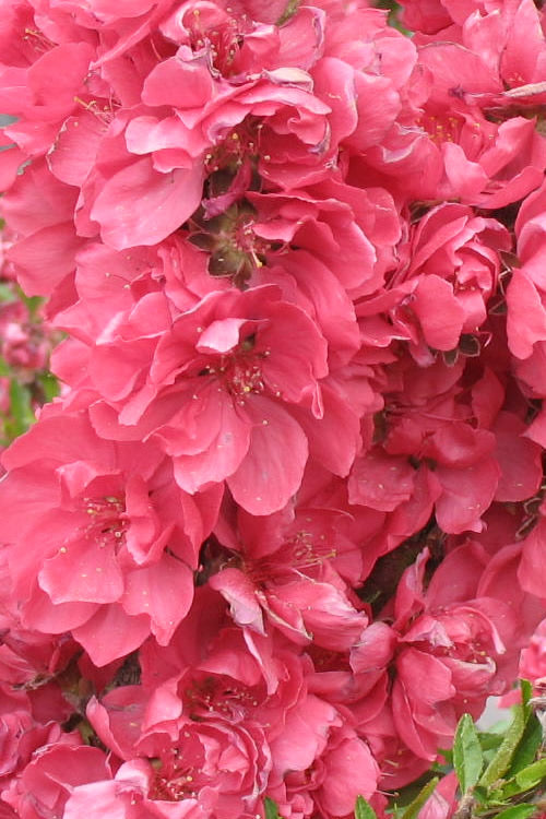  Bonanza Dwarf Patio Peach Tree - 3 Gallon Pot