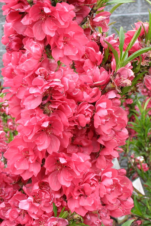  Bonanza Dwarf Patio Peach Tree - 3 Gallon Pot