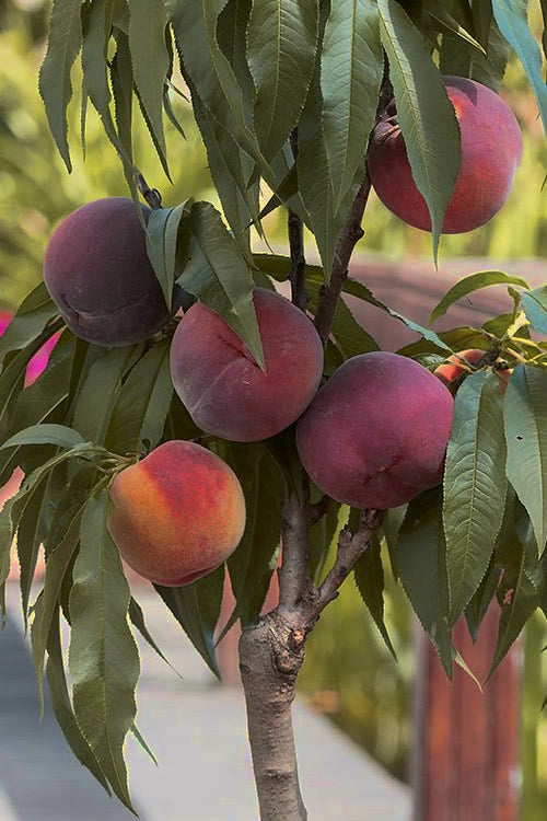  Bonanza Dwarf Patio Peach Tree - 7 Gallon Pot