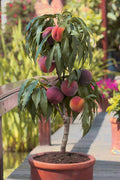  Bonanza Dwarf Patio Peach Tree - 7 Gallon Pot