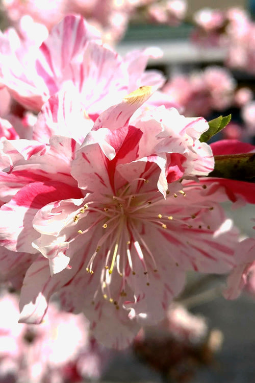  Peppermint Flowering Peach Tree - 5 Gallon Pot (4-5')