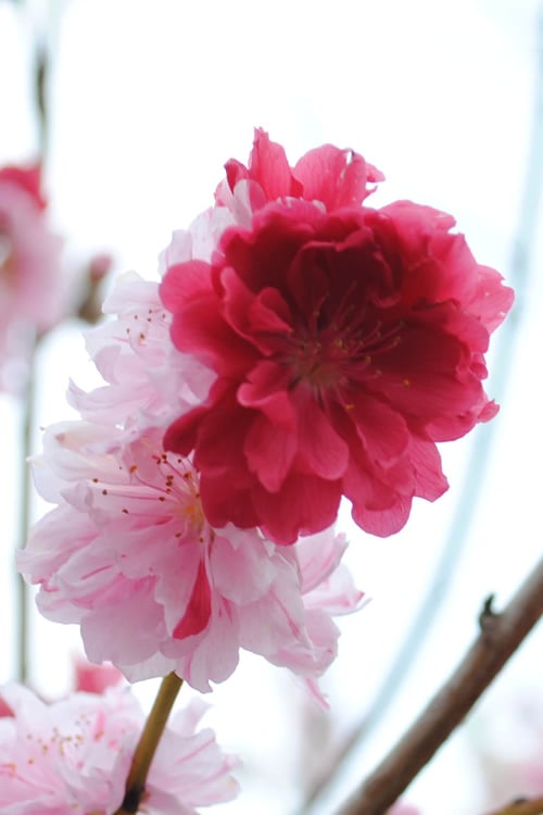  Peppermint Flowering Peach Tree - 5 Gallon Pot
