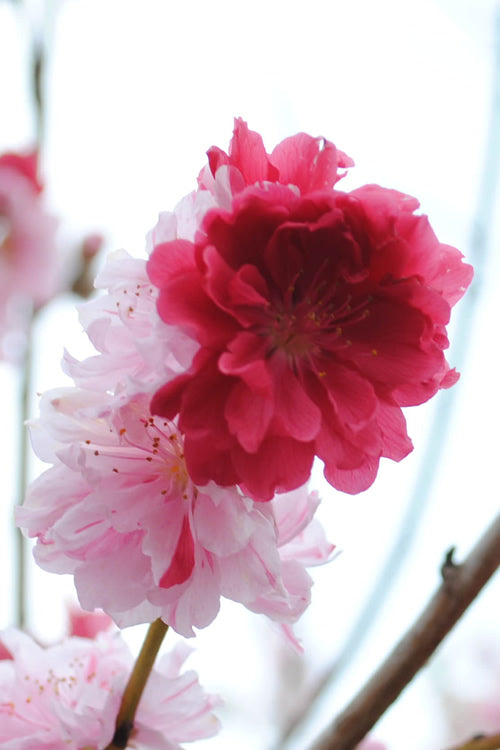  Peppermint Flowering Peach Tree - 3 Gallon Pot (3-4')