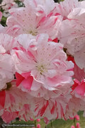  Peppermint Flowering Peach Tree - 3 Gallon Pot (3-4')