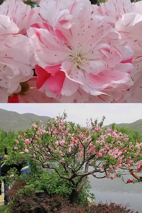  Peppermint Flowering Peach Tree - 5 Gallon Pot