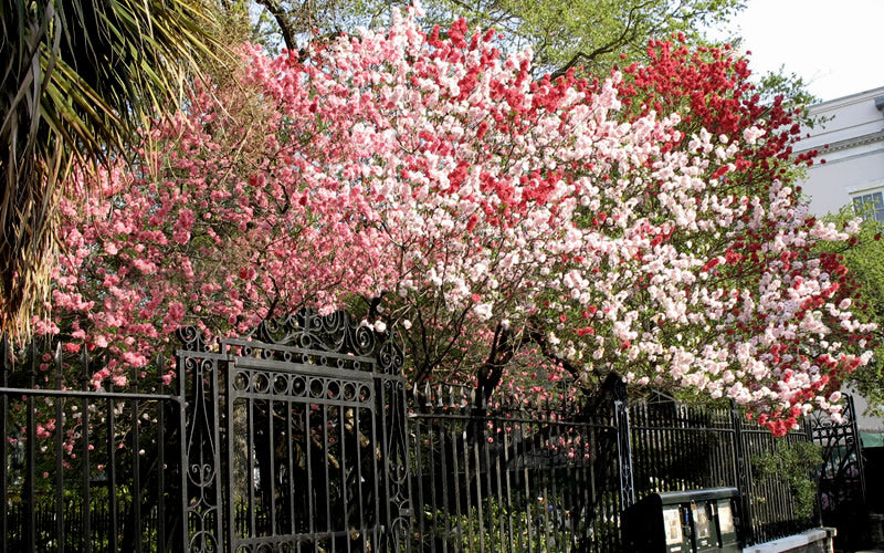  Peppermint Flowering Peach Tree - 3 Gallon Pot (3-4')