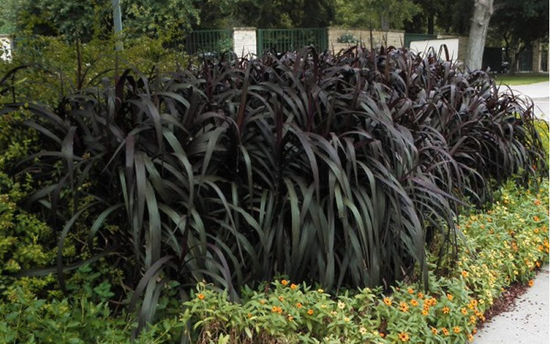  Princess Caroline Purple Fountain Grass (Pennisetum) - 1 Gallon Pot