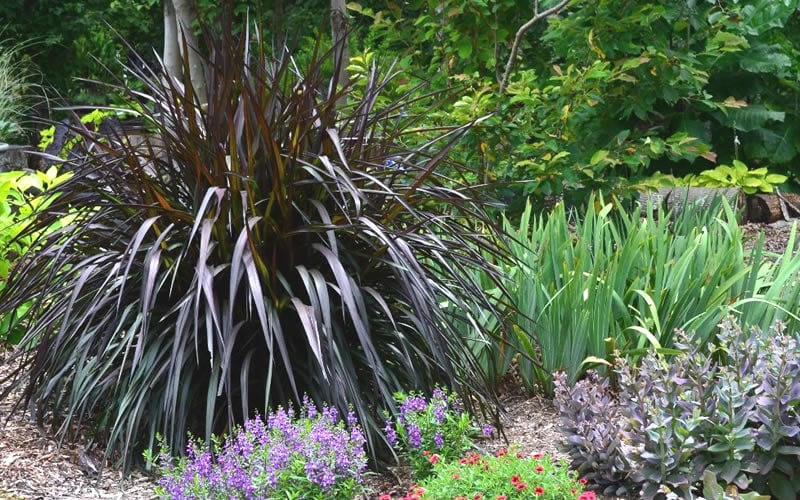  Princess Caroline Purple Fountain Grass (Pennisetum) - 1 Gallon Pot