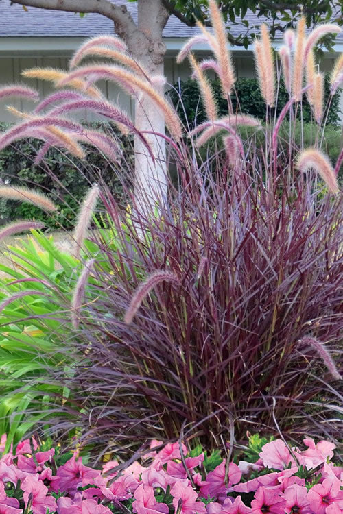  Purple Fountain Grass (Pennisetum Rubrum) - 6 Pack Of 1 Gallon Pots