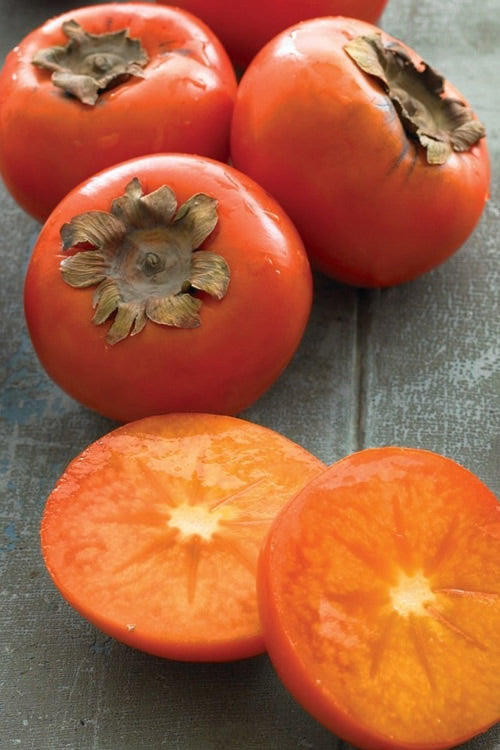  American Persimmon Tree (Diospyros Virginiana) - 7 Gallon Pot