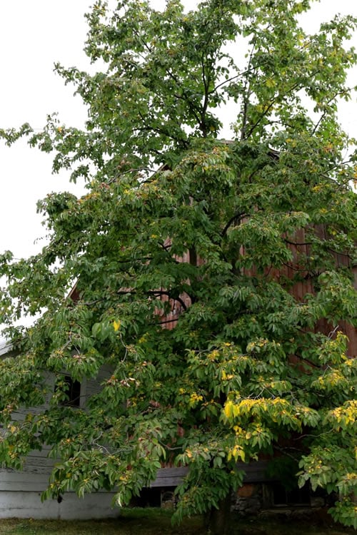  American Persimmon Tree (Diospyros Virginiana) - 1 Gallon Pot