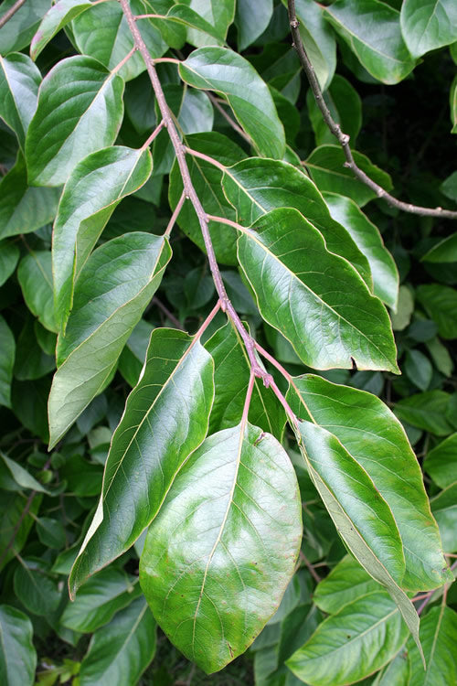  American Persimmon Tree - Diospyros Virginiana - 3 Gallon Pot (4-5')