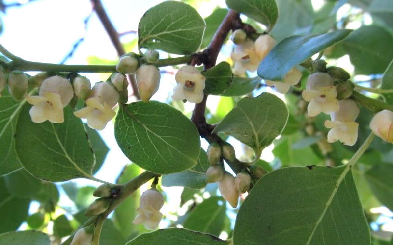  American Persimmon Tree - Diospyros Virginiana - 2 Gallon Pot