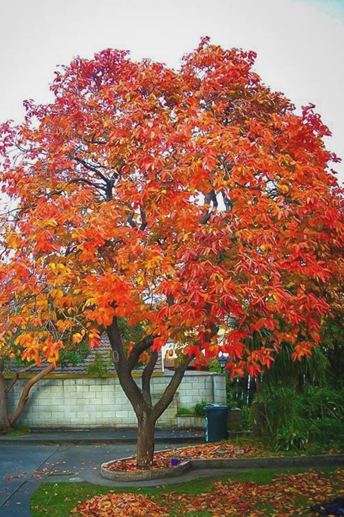  American Persimmon Tree - Diospyros Virginiana - 2 Gallon Pot