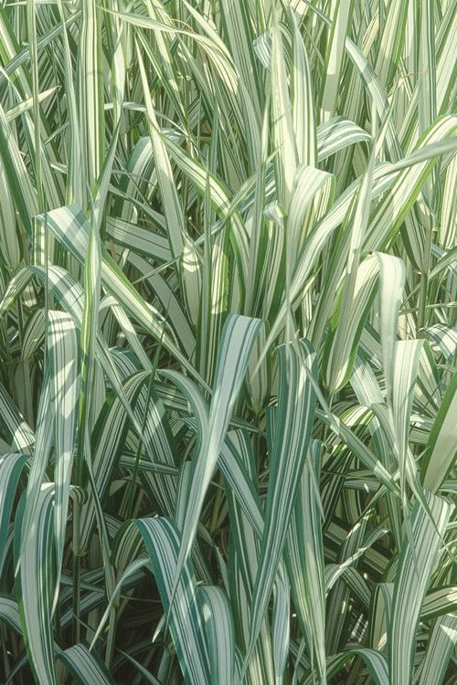  Strawberries And Cream Ribbon Grass - Phalaris Arundinacea - 3 Gallon Pot