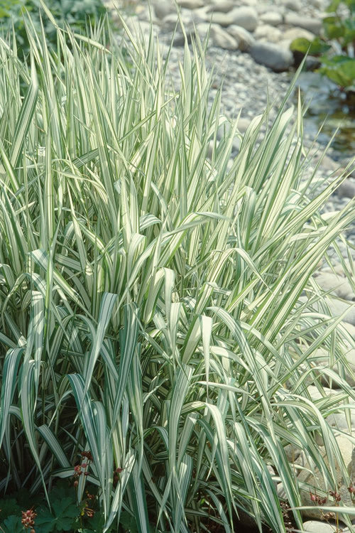  Strawberries And Cream Ribbon Grass - Phalaris Arundinacea - 3 Gallon Pot
