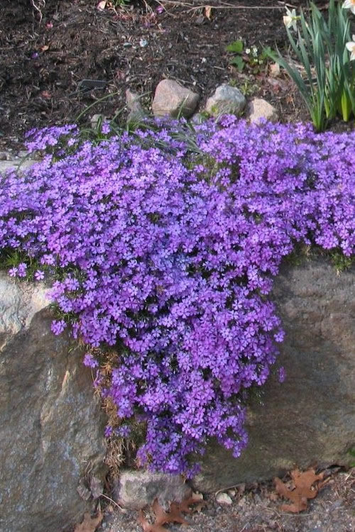  Purple Beauty Creeping Phlox - 5 Pack Of Quart Pots