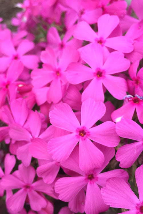  Drummond's Pink Creeping Phlox - 1 Gallon Pot