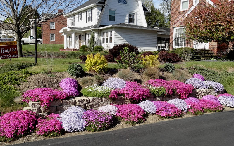  Emerald Pink Creeping Phlox - 1 Gallon Pot