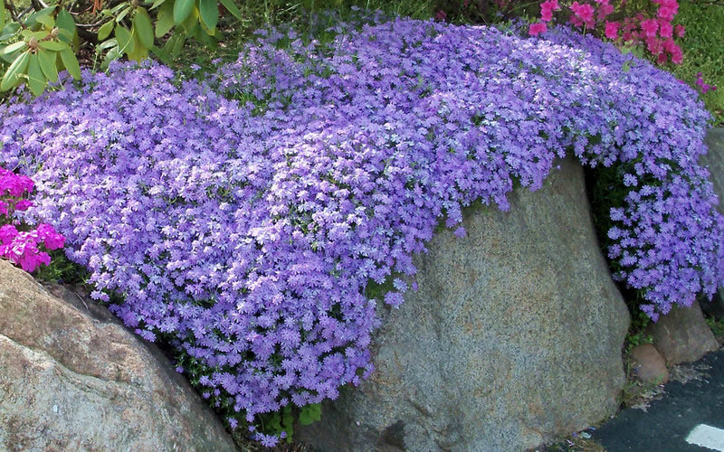  Emerald Cushion Blue Creeping Phlox - 5 Pack Of Quart Pots