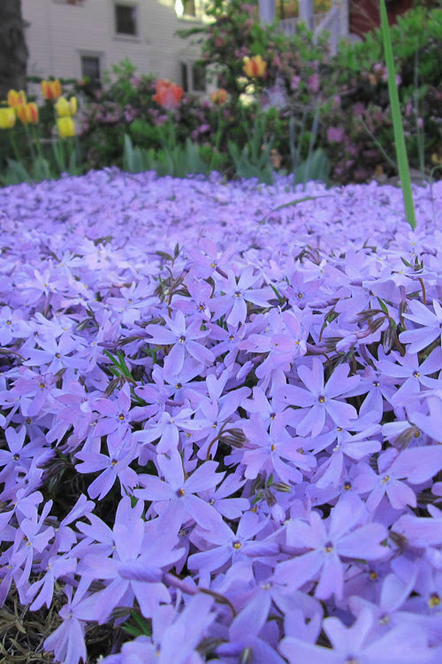  Emerald Cushion Blue Creeping Phlox - 5 Pack Of Quart Pots
