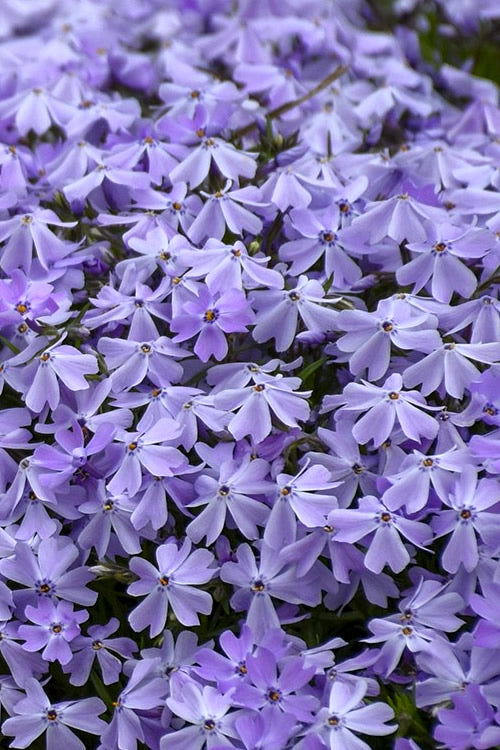  Emerald Cushion Blue Creeping Phlox - 5 Pack Of Quart Pots