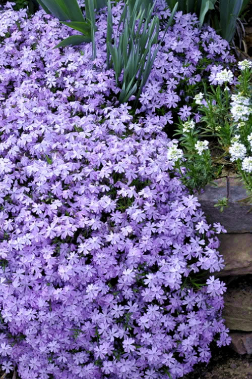  Emerald Cushion Blue Creeping Phlox - 5 Pack Of Quart Pots