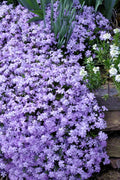  Emerald Cushion Blue Creeping Phlox - 5 Pack Of Quart Pots