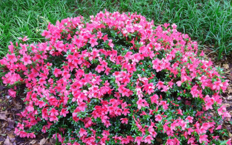 Chinzan Dwarf Azalea - 3 Gallon Pot 