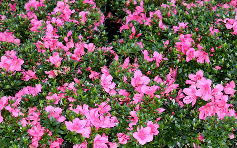  Chinzan Dwarf Azalea - 3 Gallon Pot 