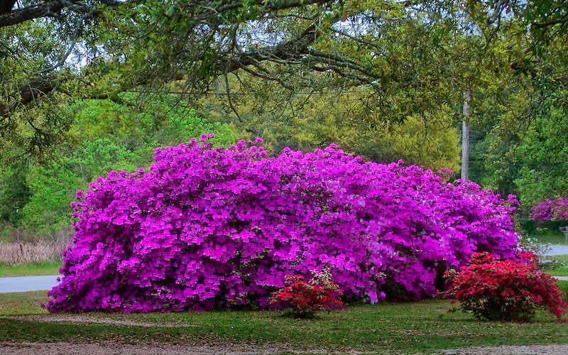  Formosa Southern Indica Azalea - 7 Gallon Pot