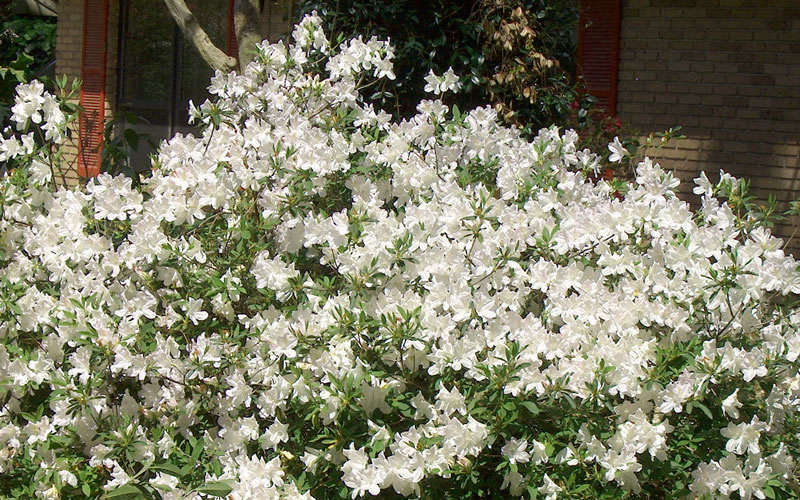  Mrs. G.G. Gerbing White Southern Indica Azalea - 1 Gallon Pot