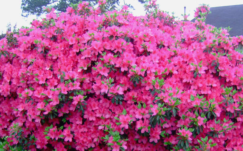  Judge Solomon Southern Indica Azalea - 1 Gallon Pot