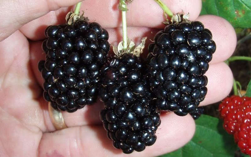  Natchez Thornless Blackberry - 1 Gallon Pot