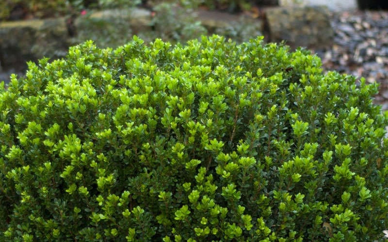  Baby Gem Boxwood - 6 Pack Of 1 Gallon Pots