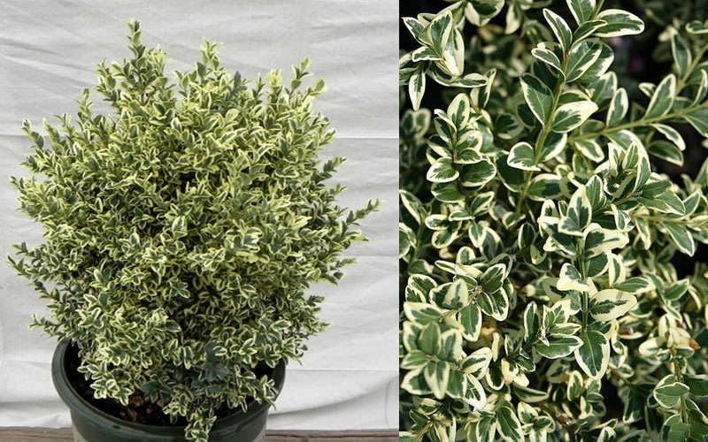  Dwarf Variegated Boxwood - 3 Gallon Pot