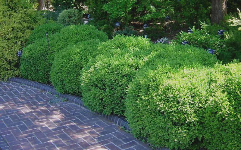  Franklins Gem Dwarf Boxwood - 6 Pack Of 1 Gallon Pots