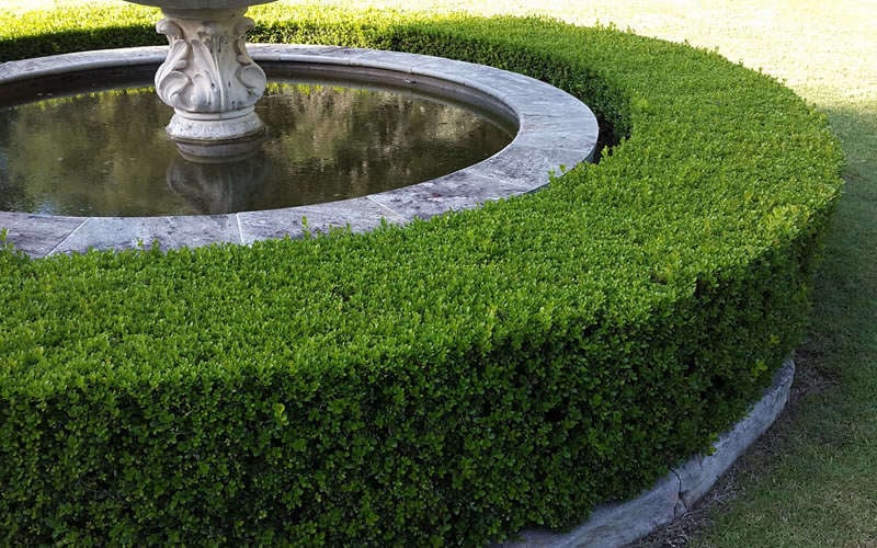  Little Missy Dwarf Boxwood - 6 Pack Of 1 Gallon Pots
