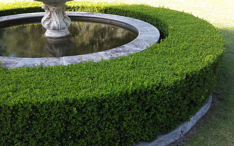  Winter Gem Boxwood - 3 Gallon Pot