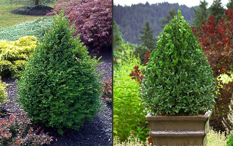  Green Mountain Boxwood - 3 Gallon Pot