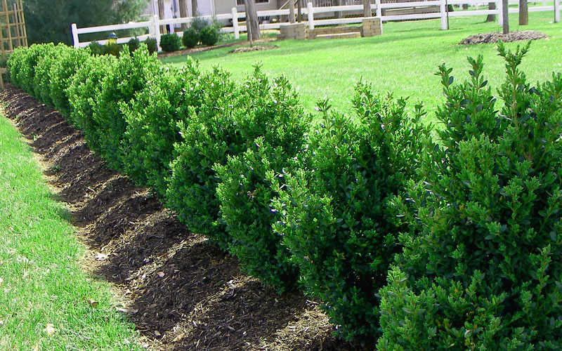  Green Mountain Boxwood - 3 Gallon Pot