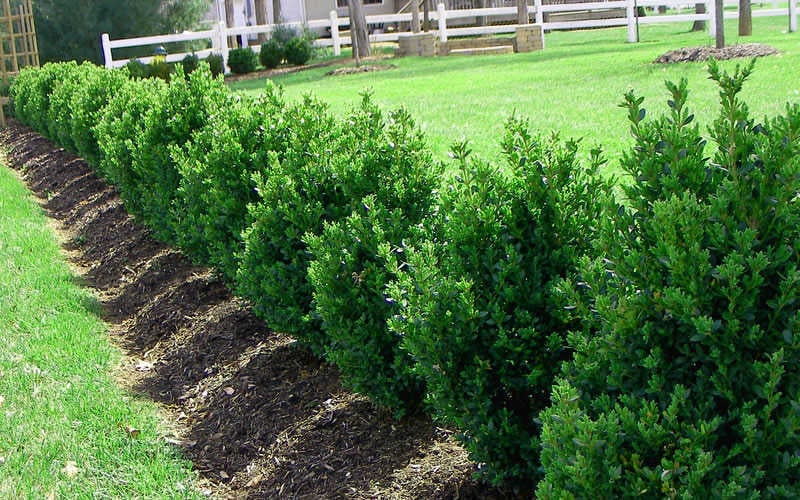  Green Mountain Boxwood - 5 Gallon Pot 