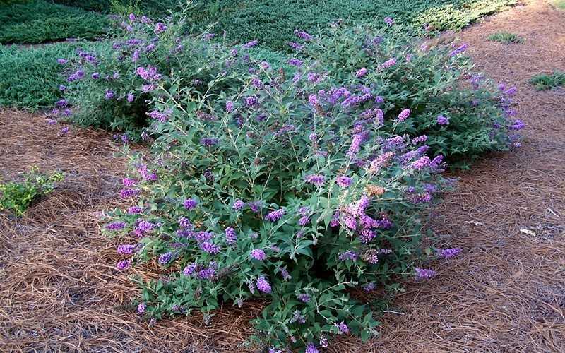  Lo & Behold Blue Chip Dwarf Butterfly Bush - 1 Gallon Pot
