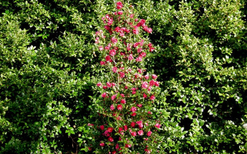  October Magic Rose Camellia - 3 Gallon Pot