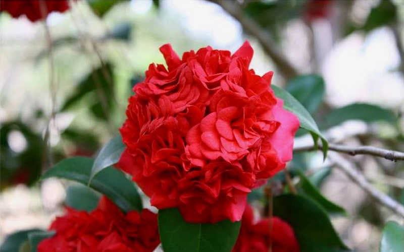  Professor Sargent Camellia Japonica - 6 Pack Of 1 Gallon Pots