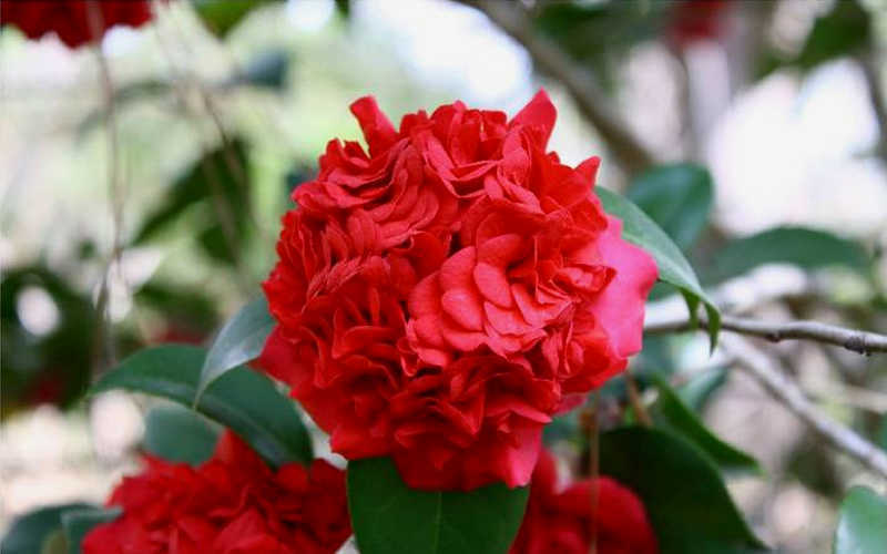  Professor Sargent Camellia Japonica - 1 Gallon Pot