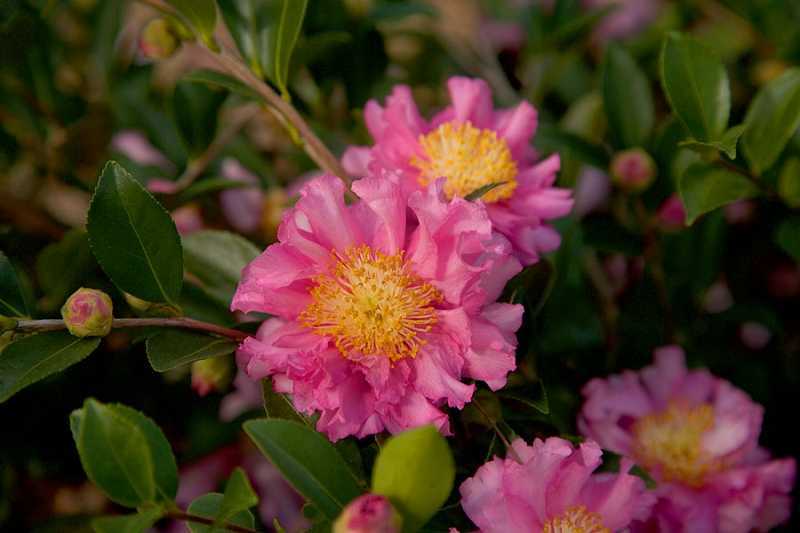  October Magic Carpet Dwarf Camellia - 2 Gallon Pot